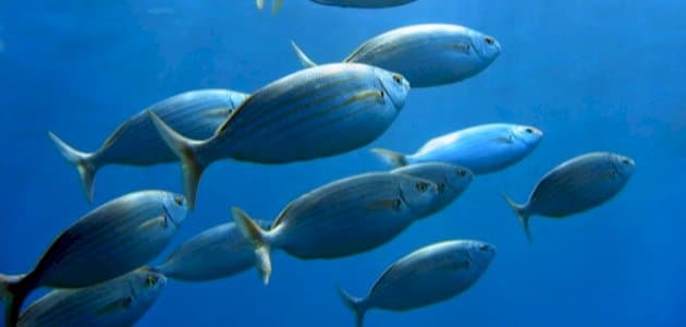 تفسير رؤية السمك في المنام - دلالات ومعاني عند ابن سيرين