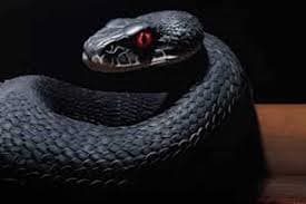 تفسير رؤية الحلم في المنام - دلالات ومعاني عند ابن سيرين