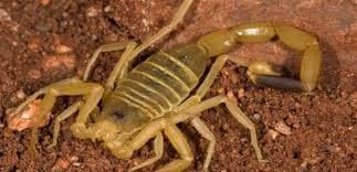 تفسير رؤية البحر في المنام - دلالات ومعاني عند ابن سيرين