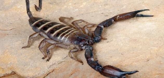 تفسير رؤية العقرب في المنام - دلالات ومعاني عند ابن سيرين