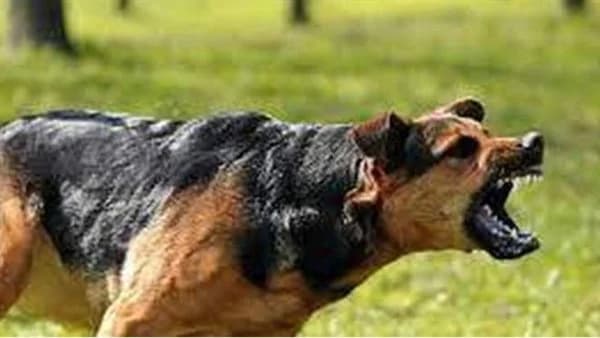 تفسير رؤية الكلب في المنام - دلالات ومعاني عند ابن سيرين